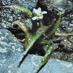 Subularia aquatica Blüte