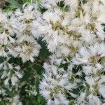 Baccharis halimifolia 花