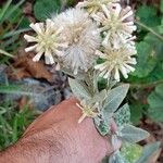 Pterocaulon alopecuroides Fleur