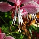 Oenothera gaura Flower