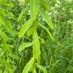 Euphorbia platyphyllos Leaf