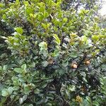 Diospyros impolita 整株植物