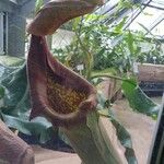 Nepenthes truncata Folha
