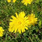 Hieracium villosum Flower