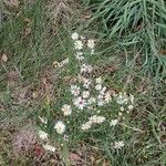 Symphyotrichum lanceolatumFlower