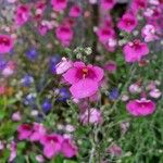 Diascia rigescens E.Mey. ex Benth.Fleur