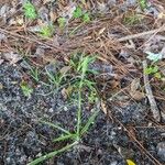 Spiranthes cernua Habit