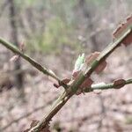 Euonymus alatusFoglia