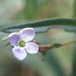 Veronica scutellata Blüte
