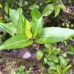Griselinia racemosa Altul/Alta