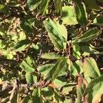 Spiraea chamaedryfolia Blad