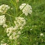 Asclepias verticillata 花