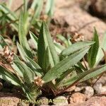 Plantago amplexicaulis 形态