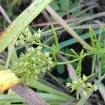 Stenaria nigricans Flower