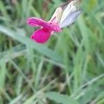 Lathyrus nissolia Flor