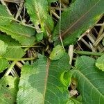 Rumex obtusifolius Feuille