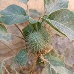 Datura inoxia Fruit