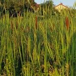 Typha × glauca Лист