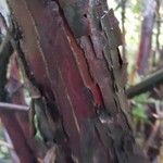 Cephalotaxus fortunei Bark