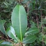 Syzygium borbonicum Leaf
