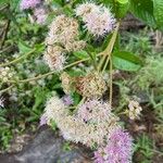 Vernonia brachycalyx 花