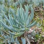 Senecio serpens Blad