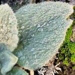 Verbascum boerhavii Leaf