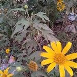 Tithonia diversifolia Feuille