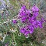 Vernonia fasciculata Цветок