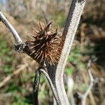 Xanthium orientale Plod