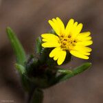 Madia gracilis Flor