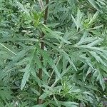 Artemisia vulgaris Staniste