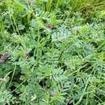 Vicia segetalis Leaf