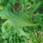 Silene chalcedonica Leaf