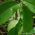 Monodora myristica Leaf