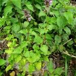 Lamium maculatum Vekstform