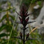 Nothobartsia spicata Fruit