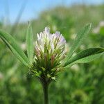 Trifolium squamosum Çiçek