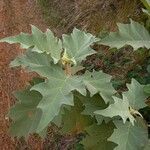 Solanum crinitum Habitus