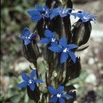 Gentiana utriculosa 花