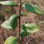 Crossopteryx febrifuga Leaf