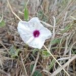 Ipomoea mombassana Flower