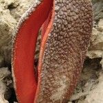 Hydnora africana Flower