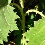 Solanum lasiocarpum Corteccia
