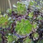 Aeonium arboreumᱥᱟᱠᱟᱢ