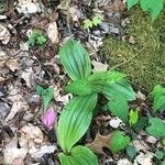 Cypripedium acaule Leaf