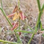 Crotalaria brevidens Flor