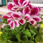 Pelargonium grandiflorum Flor