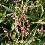 Persicaria decipiens Цвят