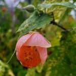 Callianthe picta Flower